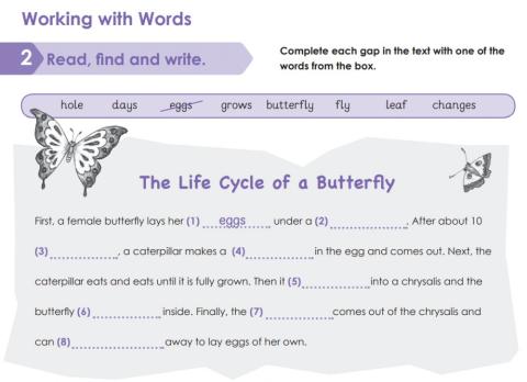 Butterfly life Cycle