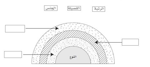مستويات التصنيف