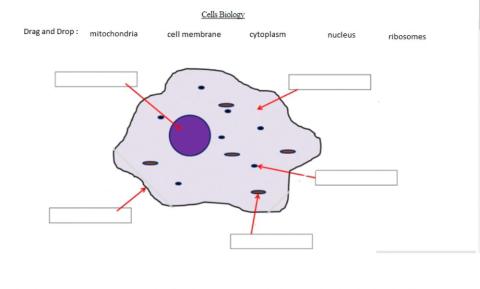 Animal Cell Labelling