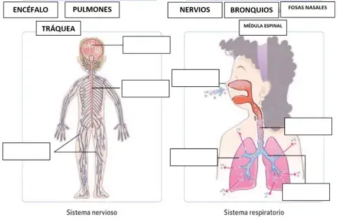 El sistema nervioso y el sistema respiratorio