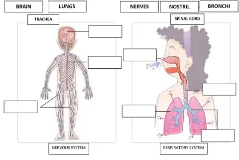 The nervous and respiratory systems