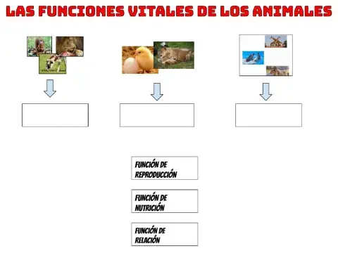 Funciones vitales de los animales