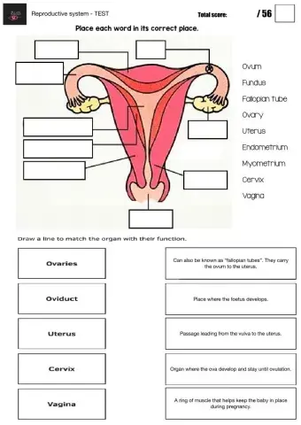 Reproductive system - TEST