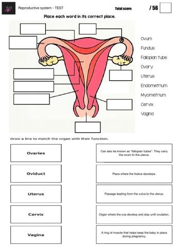 Reproductive system - TEST