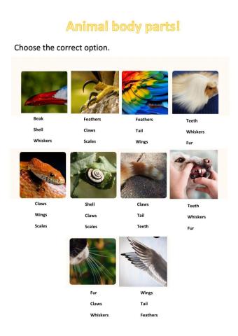 Animal body parts