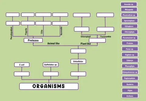 Bacteria,archaea ,protista