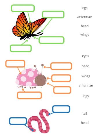 Minibeasts body parts