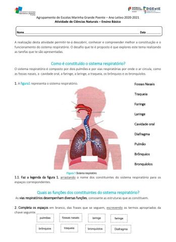 Sistema Respiratório