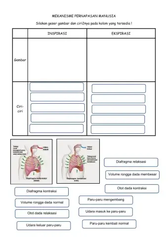LKPD Mekanisme Pernapasan Manusia