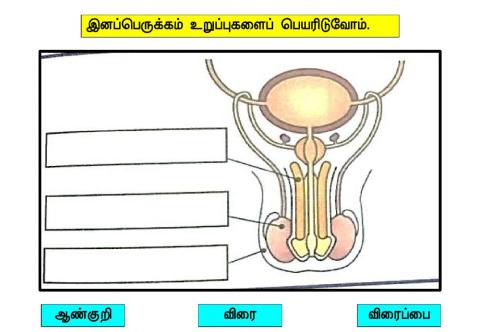 உடற்நலக்கல்வி