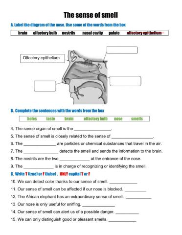 Sense of Smell