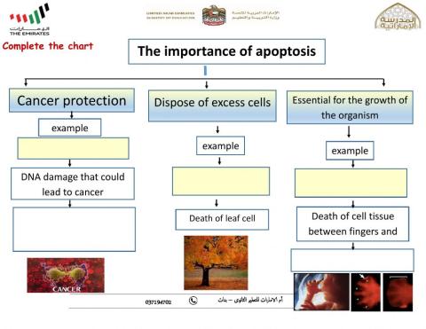 Section 3- Cell Cycle Regulation