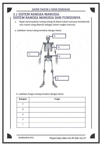 Sistem rangka,Sistem peredaran darah, perkaitan sistem