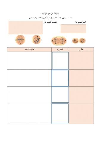 أطوار الانقسام المتساوي