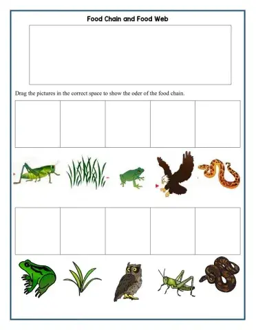 Food Chain and Food Web