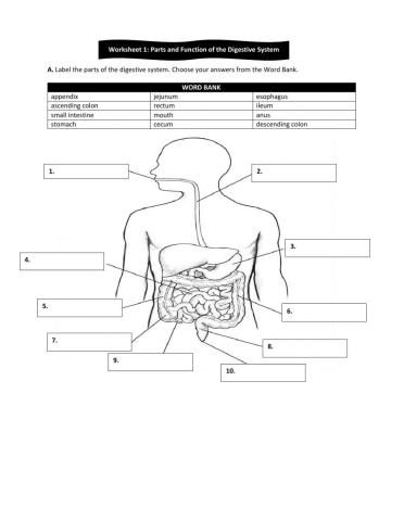 Workshee1: Structure and Function of the Digestive System