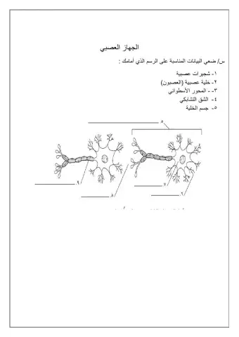 الجهاز العصبي