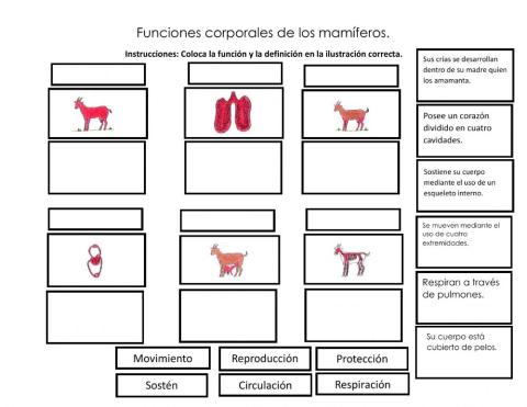 Funciones corporales mamíferos