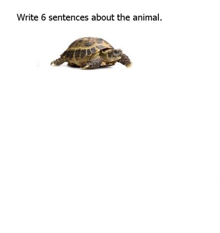 Tortoise writing