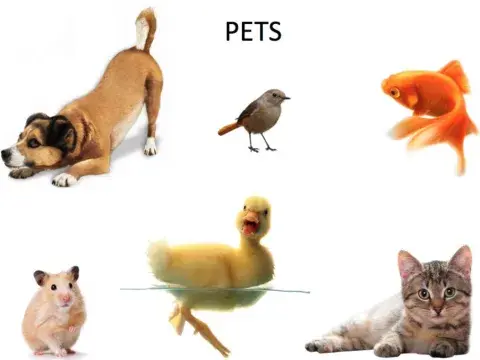 Pets