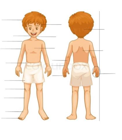 Žmogaus kūno dalys