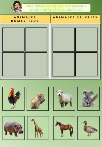 Animales domésticos y salvajes