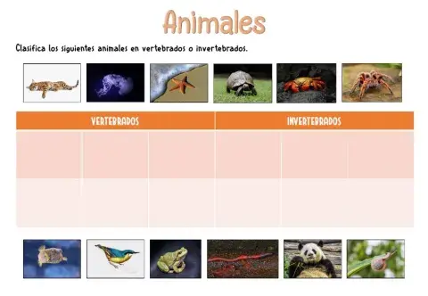 Animales vertebrados e invertebrados