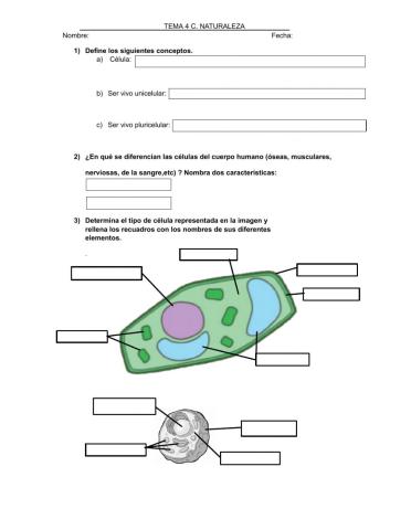 Organización celular