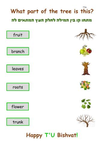 T'U Bishvat- Parts of the Tree