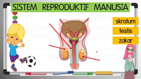 Sistem reproduktif manusia tahun 5