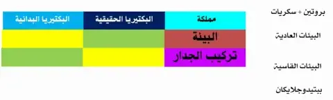 تصنيف البكتيريا