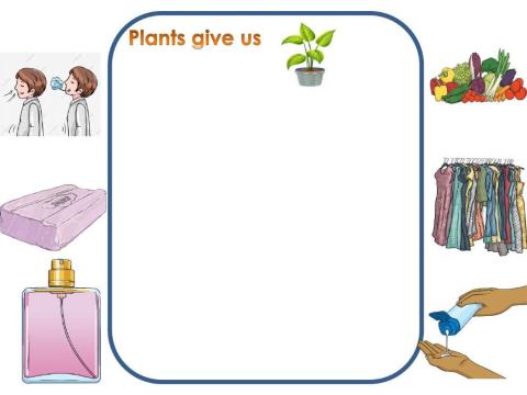 Uses of the plant