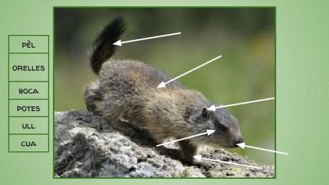 Les parts de la marmota