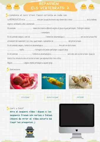 Repàs els Vertebrats -2