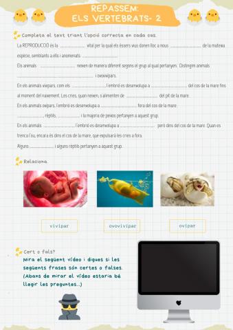 Repàs els Vertebrats -2