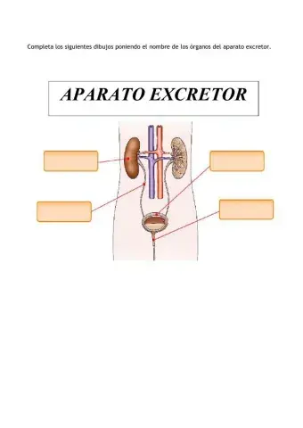 Partes del aparato excretor