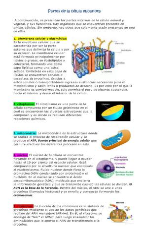 Partes de la célula