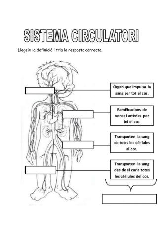 Sistema circulatori