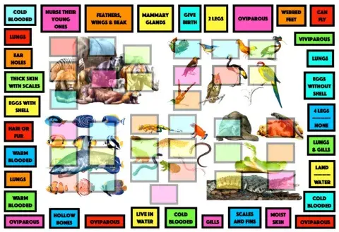 Vertebrate characteristics