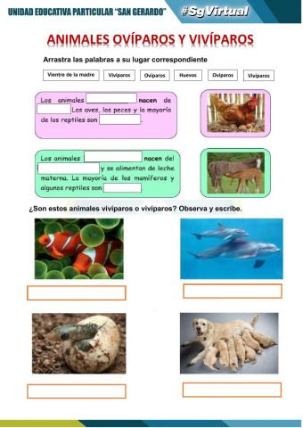 Animales ovíparos y vivíparos