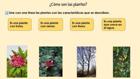 Alimentos de origen vegetal