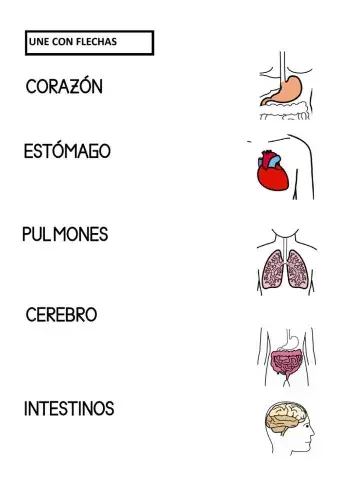 Los órganos del cuerpo