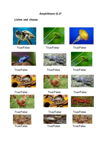 Amphibians (I) 2º