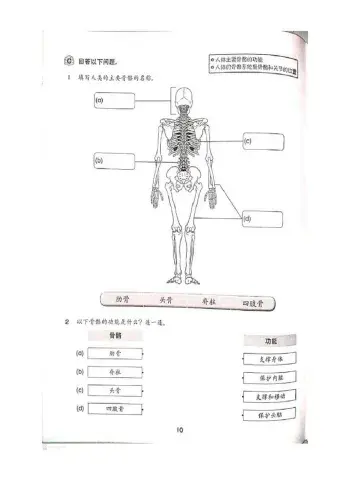 五年级科学 人体的骨骼