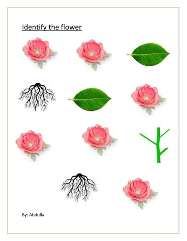 Identify flower