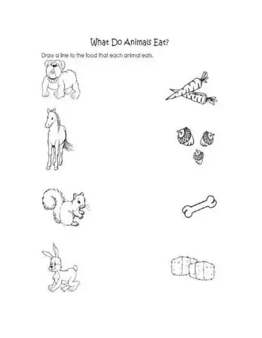 What Animals Eat