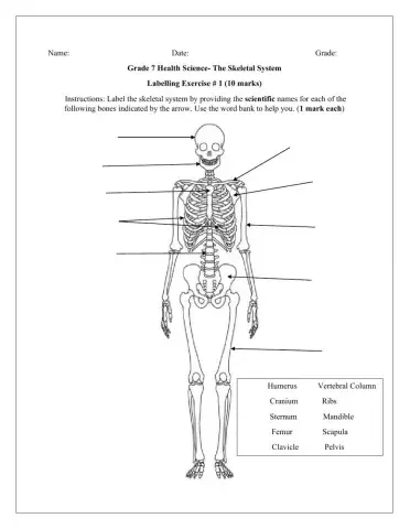 The Skeletal System