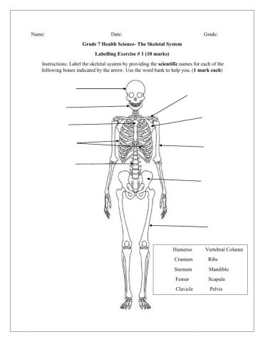 The Skeletal System