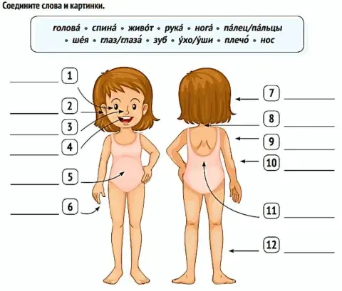 Части тела