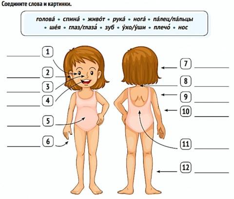 Части тела